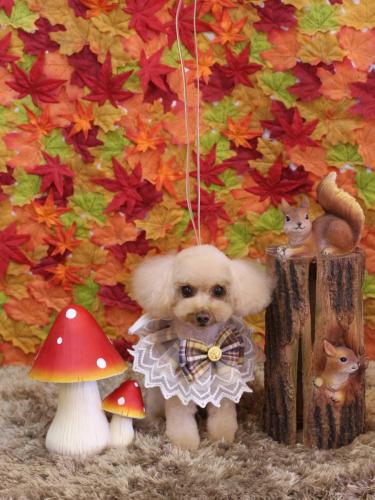 20241107こむぎちゃん